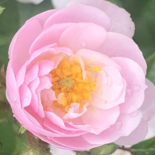 Rozen bestellen en bezorgen - klimroos - roze - Rosa Little Rambler - sterk geurende roos - Christopher H. Warner - -